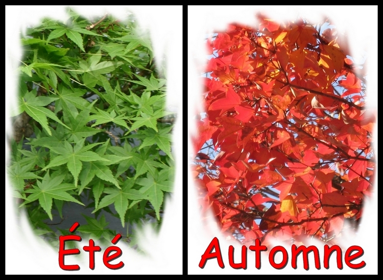 acer Buergerianum